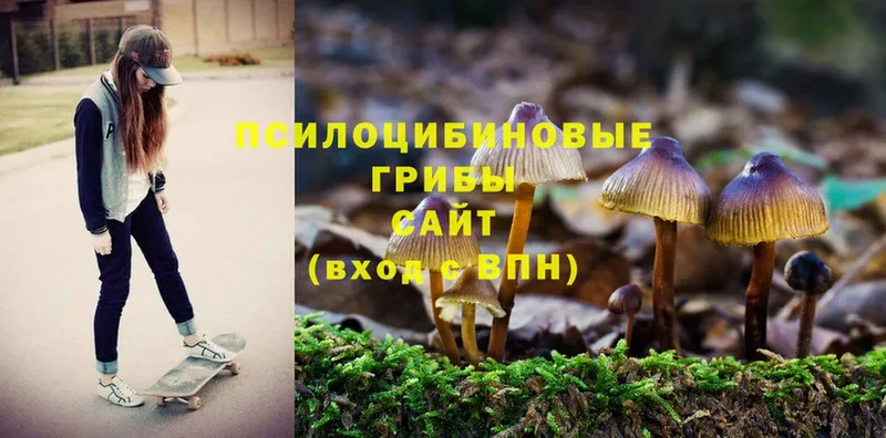 Псилоцибиновые грибы GOLDEN TEACHER  Богородск 